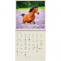 Kalender 2026 Helma 365 30x30cm paarden